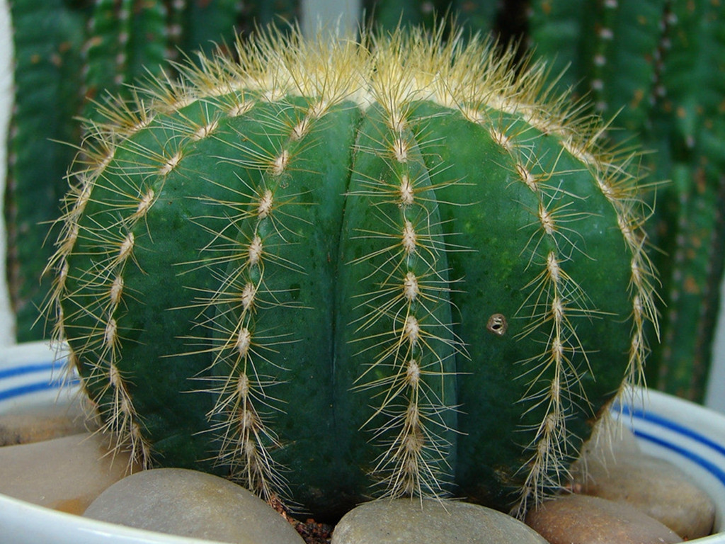 仙人球烂根怎么办？只需几步让它恢复生长，以后也不烂了