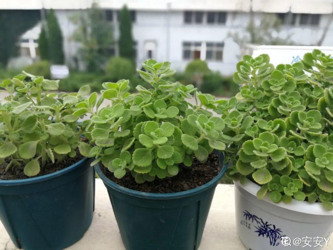 耐寒又好养的香水花,家里可以养法国香水花