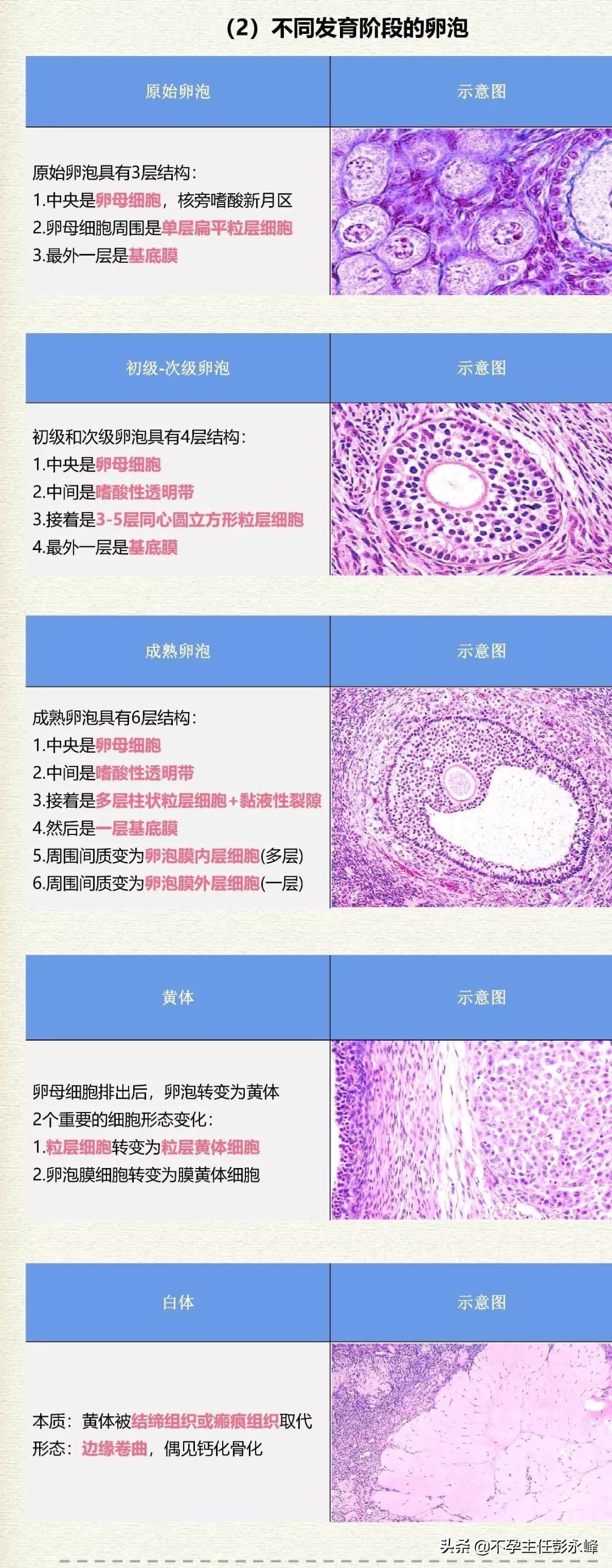 卵巢是女人的子宫吗,卵巢子宫是一回事吗
