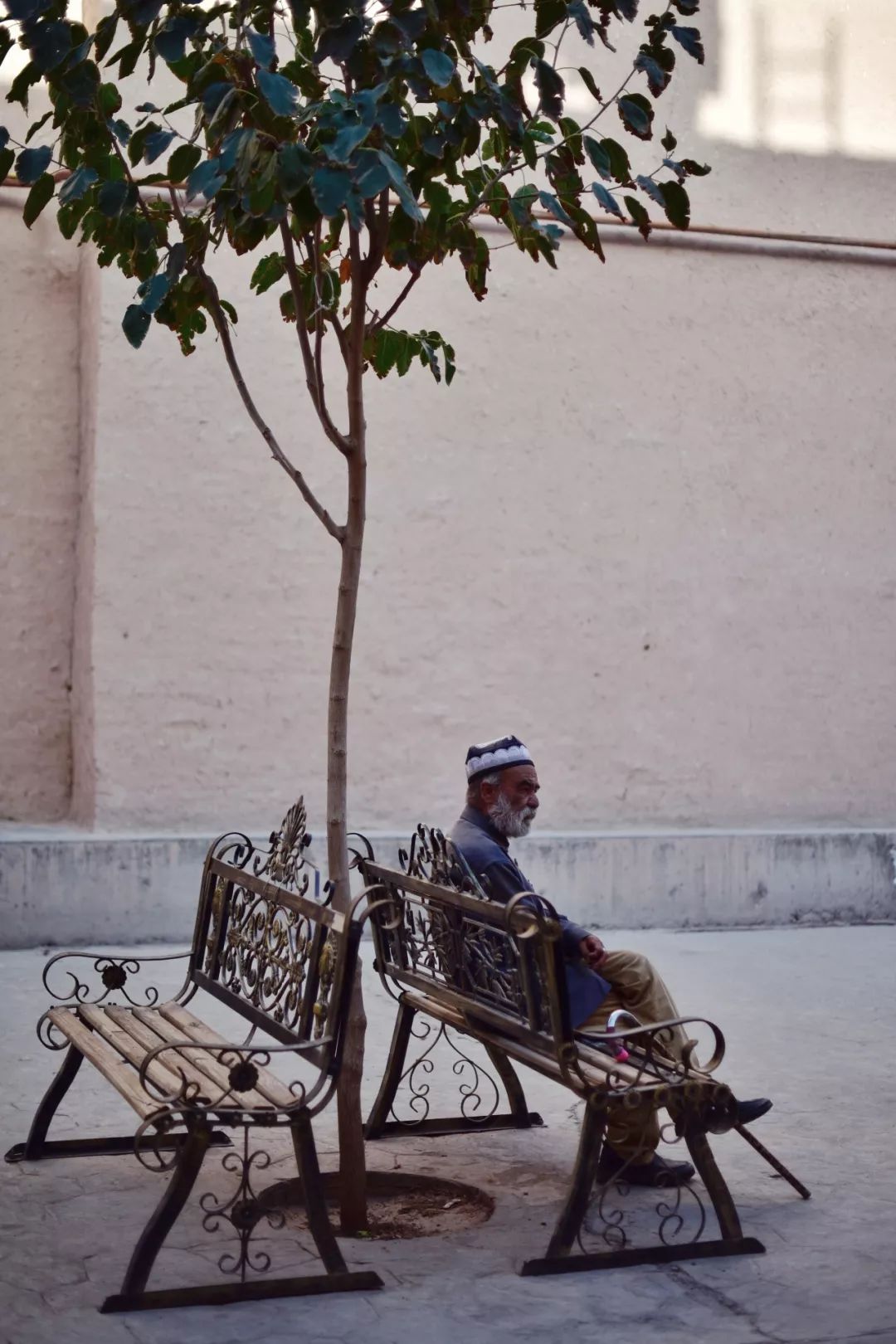 新疆炫富方式是什么,新疆喀什好种的花