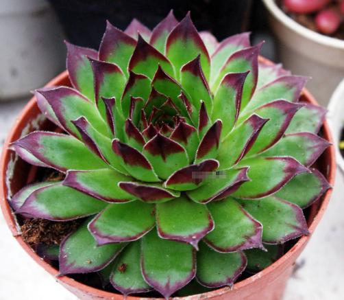 养观音莲用多大的盆,养观音莲能用颗粒土吗