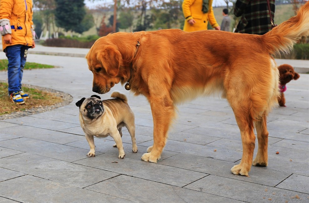 每个铲屎官必备的宠物小技巧,照顾幼犬这6大细节铲屎官别大意