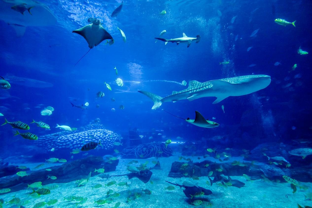 2022广州长隆水上乐园五一,广州长隆水上乐园星火