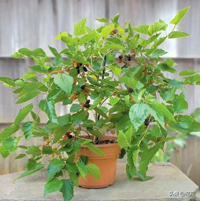 家里种盆栽桑树好吗,桑树盆景几年结果