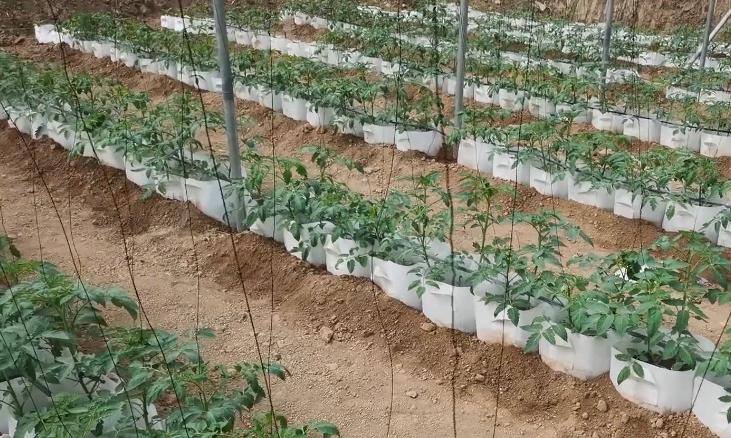 无土栽培优势多，不用闷棚防病虫，省人工还高产