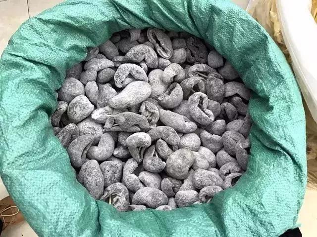 海参的图片和海参的知识,海参介绍的视频