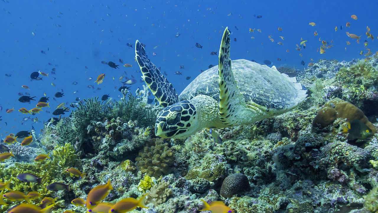 马代努努岛,马代鲁滨逊