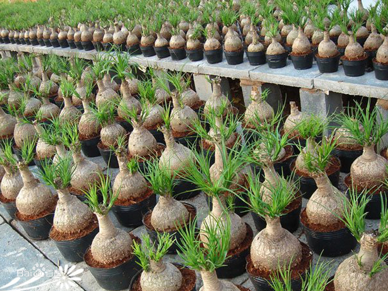 室内耐阴多肉植物推荐,多肉植物耐阴吗