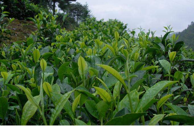 拼配茶大红袍,大红袍拼配茶的正确方法