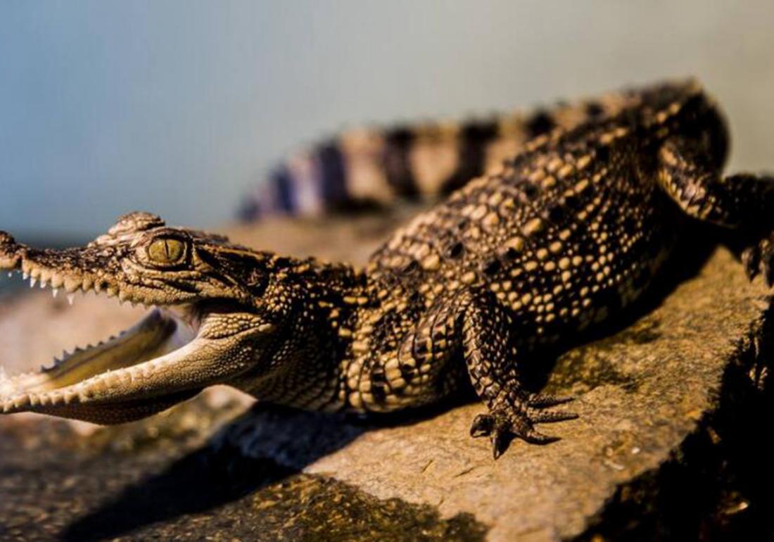 鳄类养殖之防治篇，觉得吃肉够营养了吗，那你就大错特错