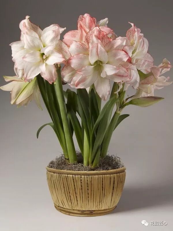 朱顶红为什么老是烂球,怎么才能让朱顶红不生小球