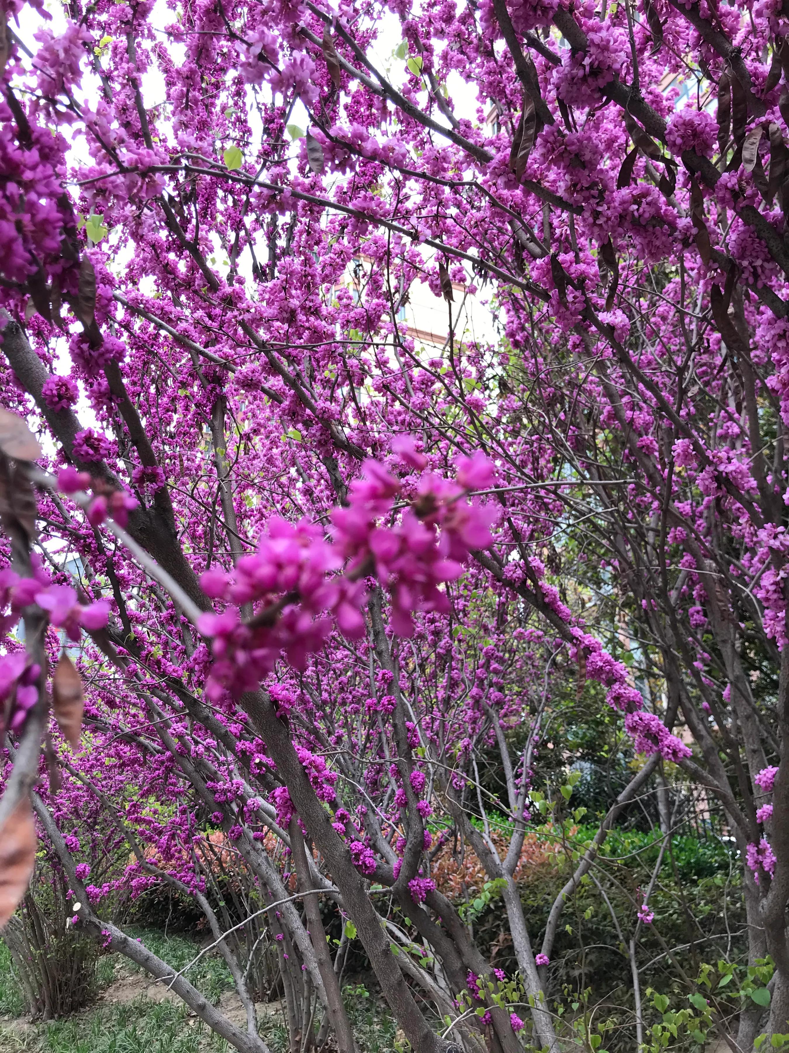 爸气十足艺术字,爸气十足串词