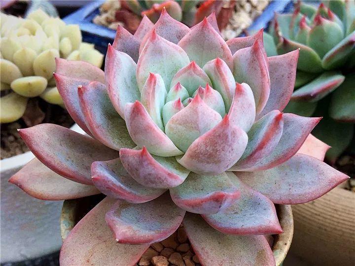 什么多肉夏天也可以继续生长,教你十大多肉养护技巧