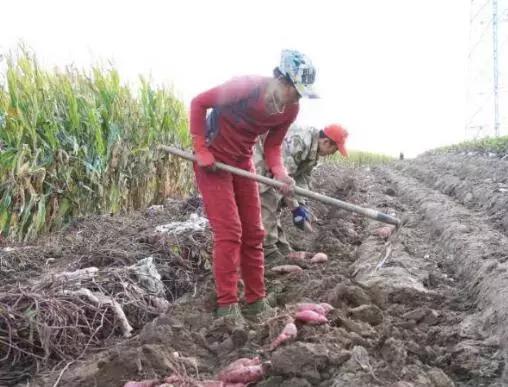 江城特产大全图片,来吉林市玩买点什么带回去