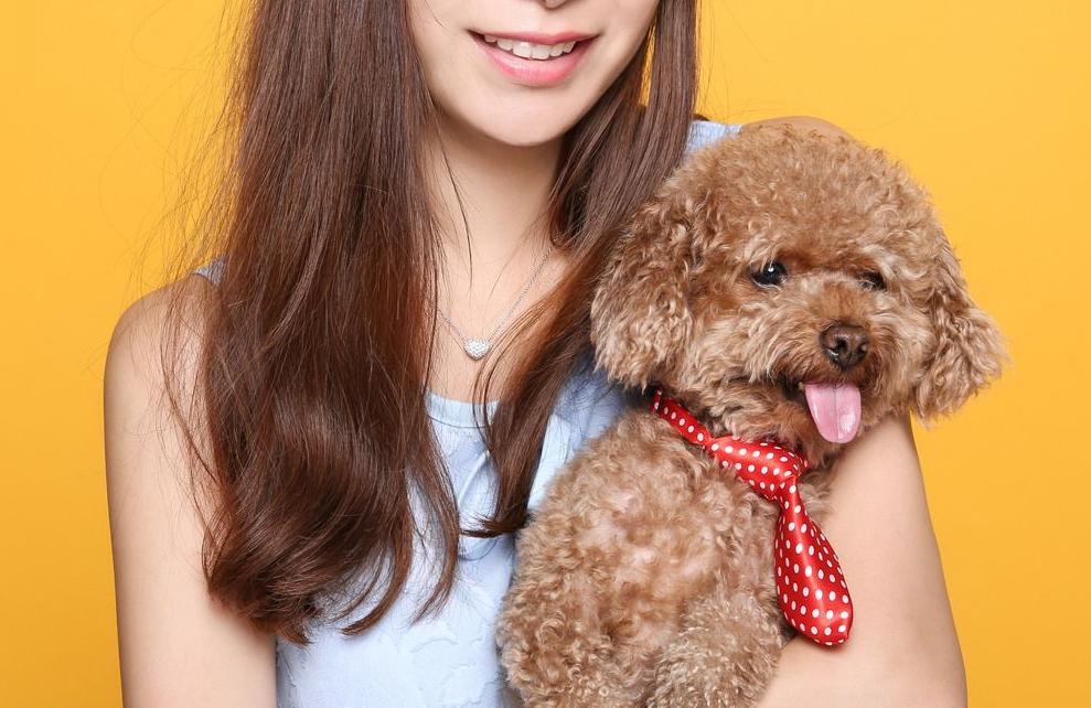 养泰迪犬的人应该知道这几件事情,养泰迪犬一个月正常开销