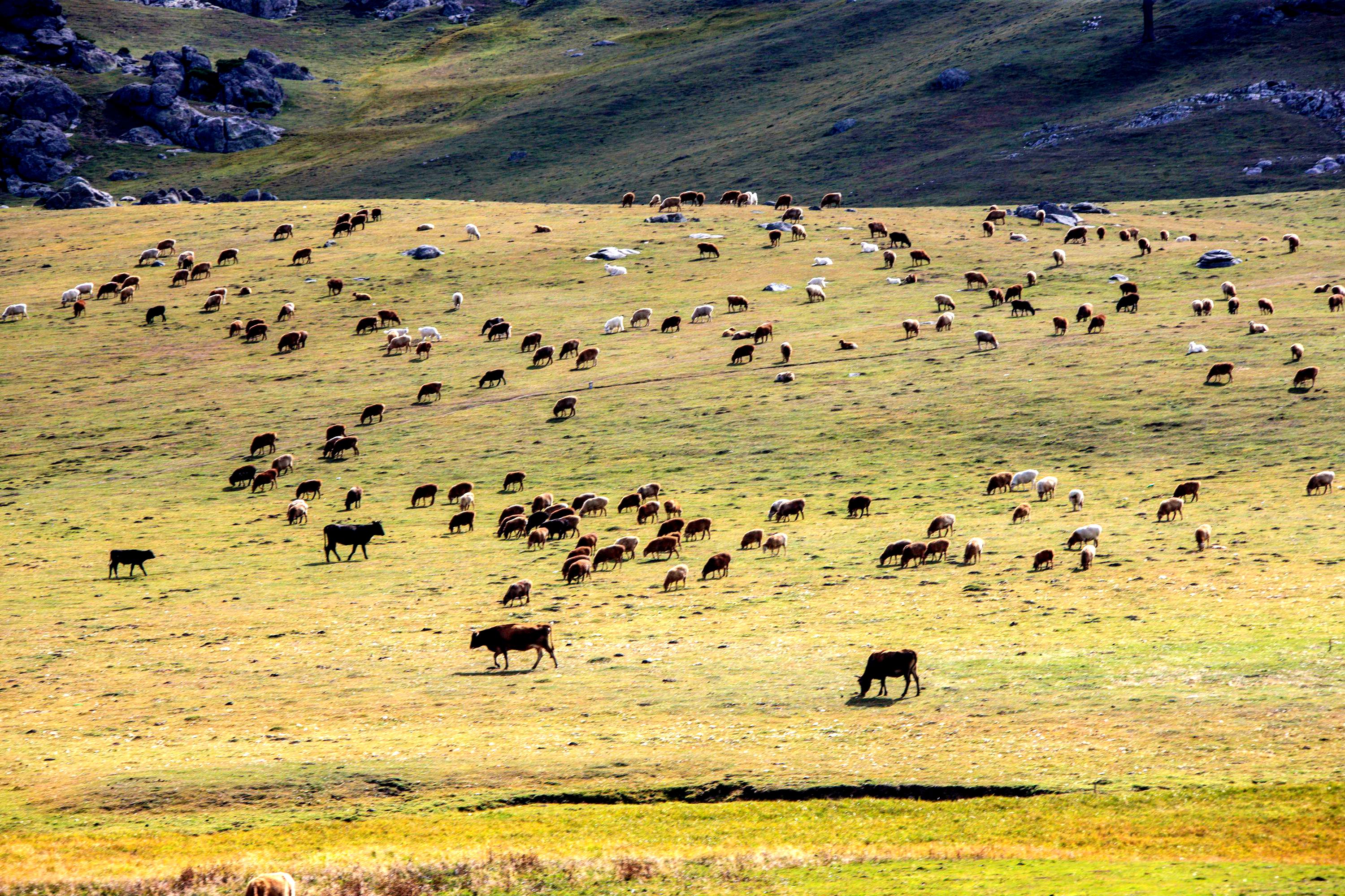 绮丽的原生态牧场,秀美善良的哈萨克姑娘,我的*疆新**南山牧场艳遇