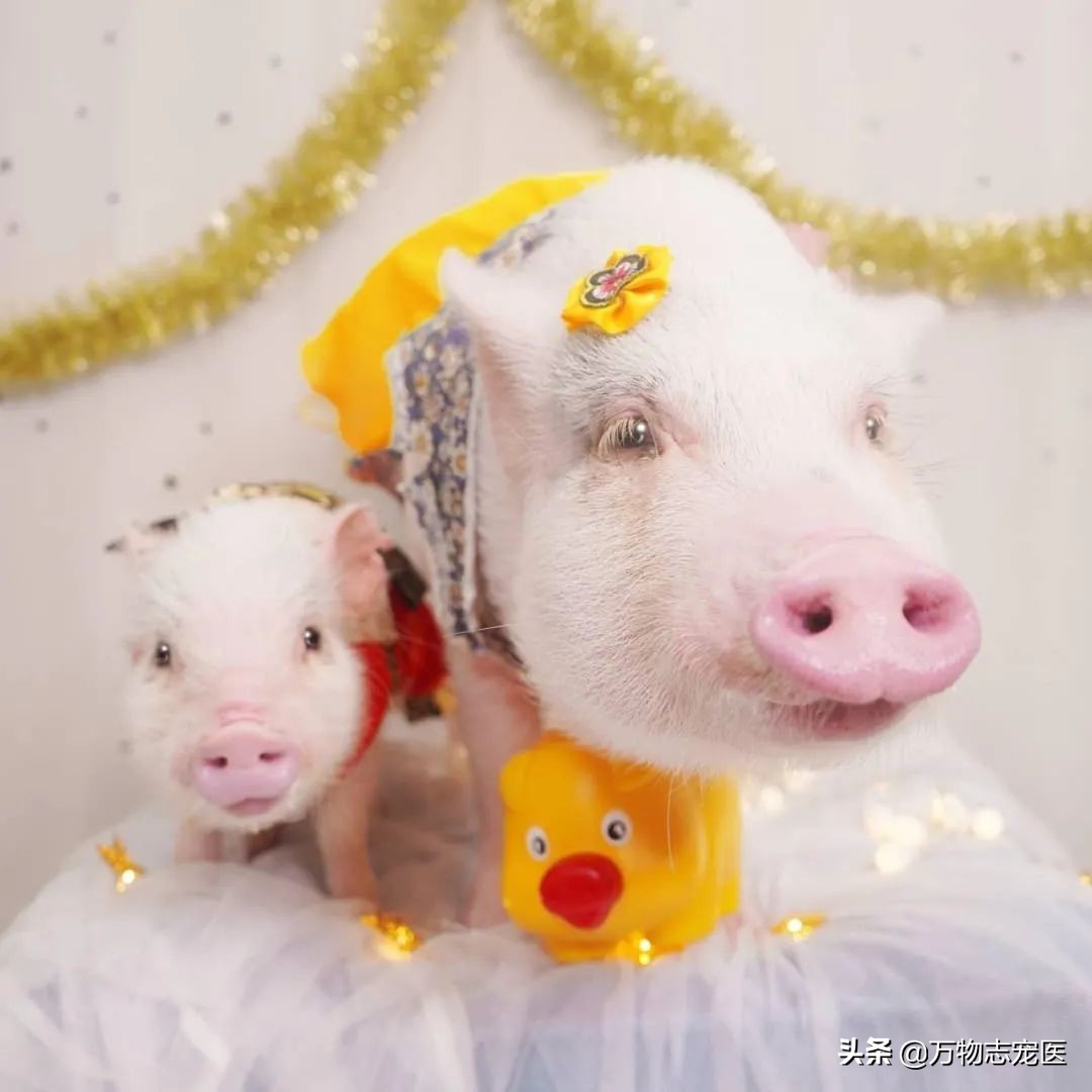 养猫养狗的乐趣,养猪养狗养猫养兔