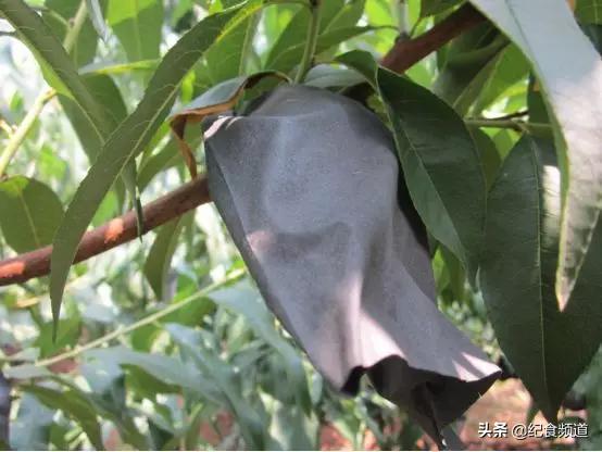 犹如个大饱满的“黄水晶”,这个桃,咬一口,甜过初恋