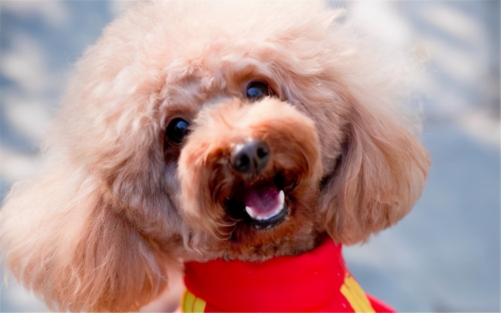 泰迪怀孕有什么特征和反应,泰迪怀孕前期什么表现