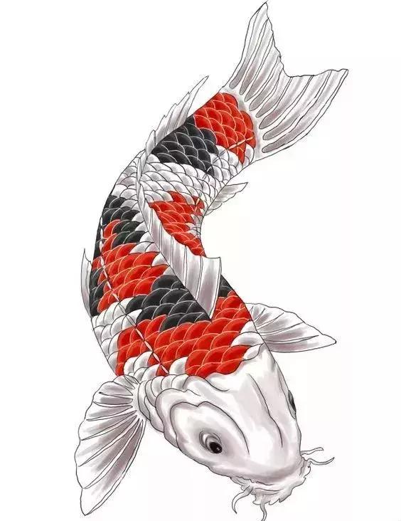转运锦鲤简笔画,简笔画100种锦鲤图片
