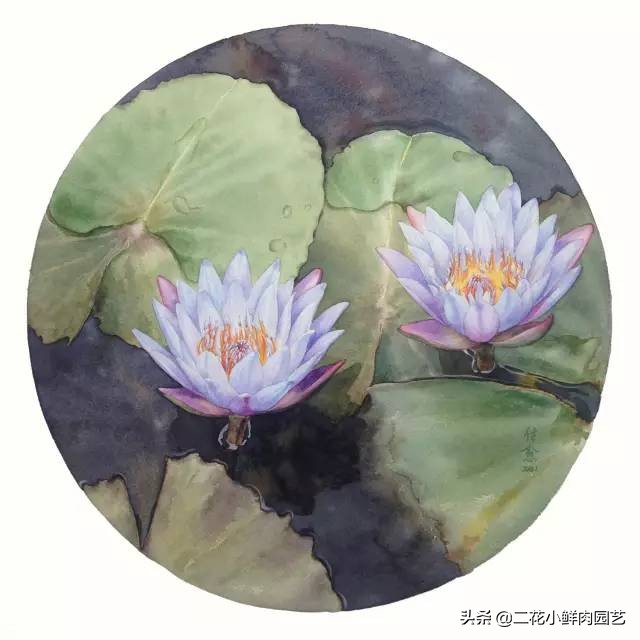 100种花卉绘画,100多张花卉线描手稿素材赶快收藏