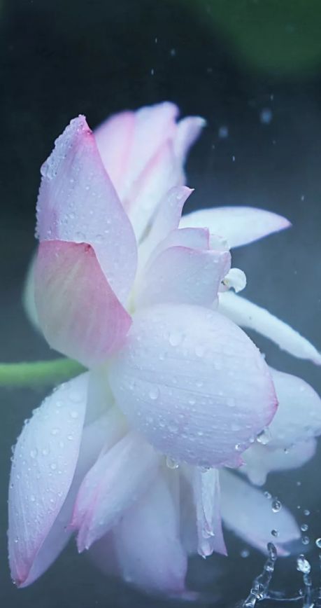 相逢在藕花深处的诗句,藕花深处等一场相逢