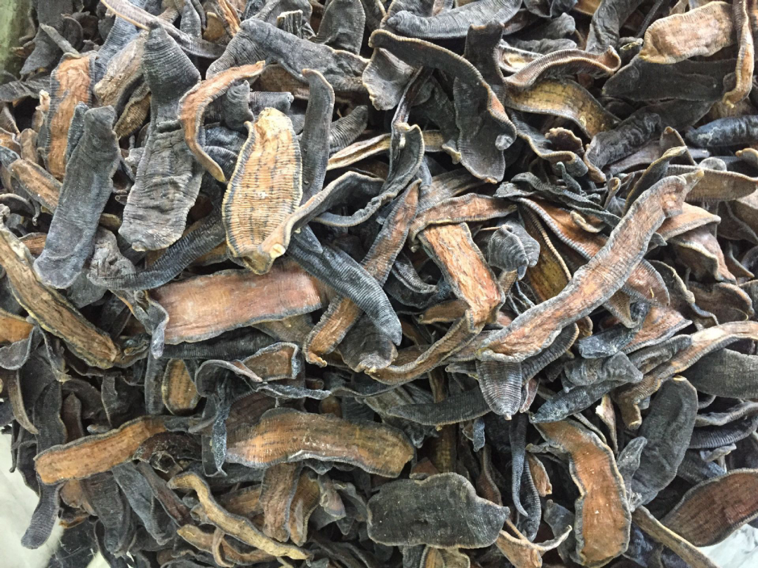 水蛭被吃进肚子里会存活吗,将水蛭放入冰箱还能活