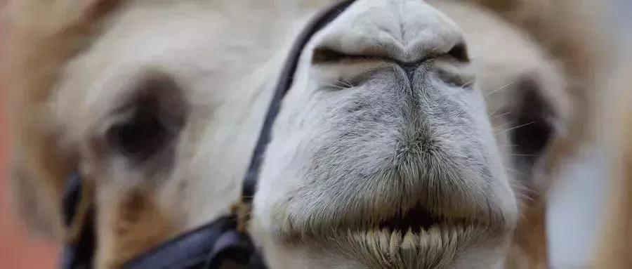 鼻炎鼻塞流涕怎样快速缓解,治疗鼻炎症状鼻塞流涕最有效的药