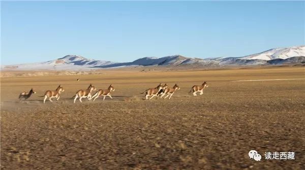 走阿里去纳木错免费吗,走在西藏高原普兰县