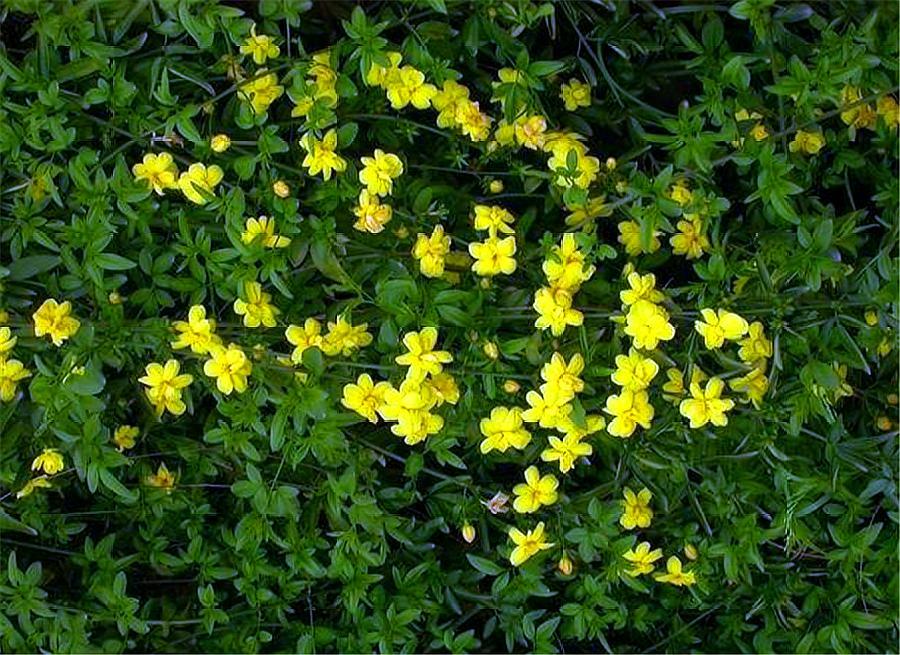 迎夏花和迎春花一样吗,迎春花和迎夏花的对比