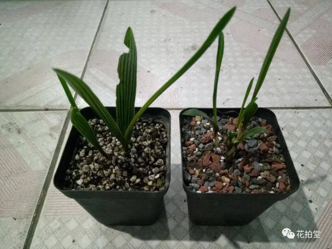 日本山野草缟缦穗，形态小巧可爱，花*诱色**人，好养易活！