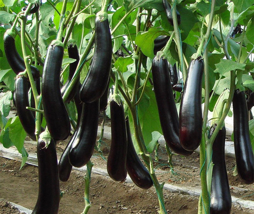 种植土豆不光滑？黄瓜、茄子、辣椒易长弯？用这些方法帮你解决