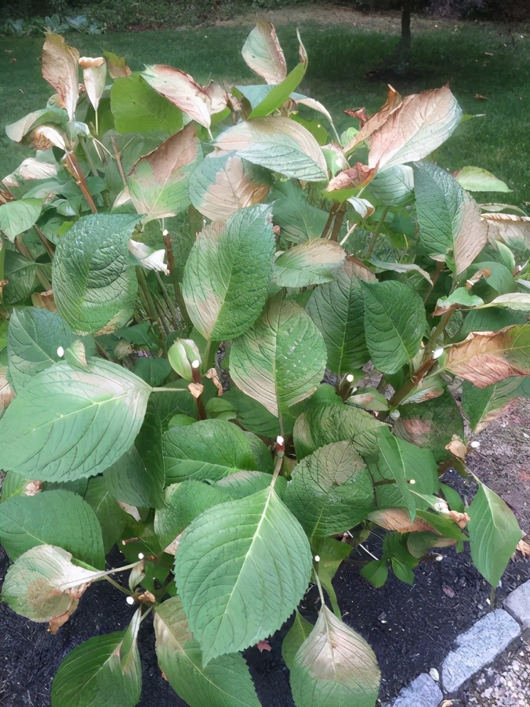 春季绣球叶子发皱怎么回事,夏季绣球老叶子都干枯怎么处理