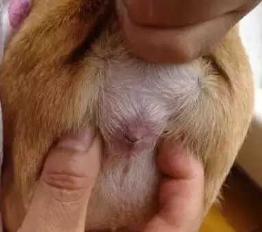 狗狗肛门腺发炎怎么办,狗狗肛门腺发炎症状有血水