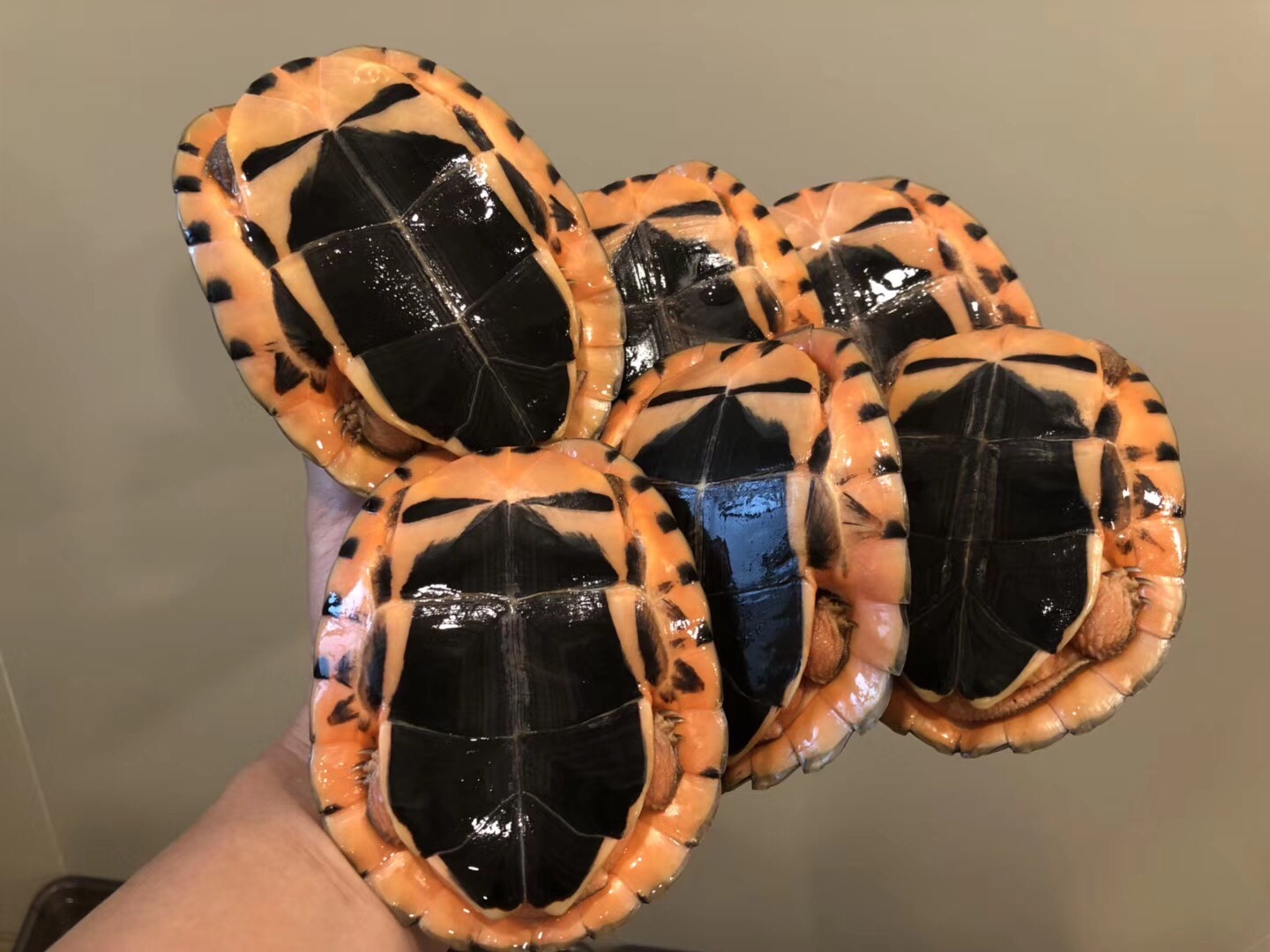 龟养死了还可以再养吗,龟死了带回家好吗