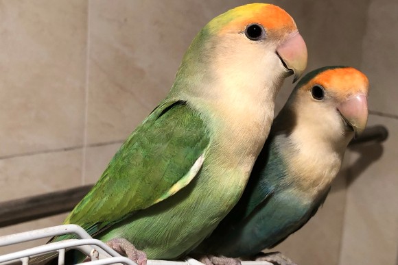 普兰牡丹鹦鹉是头类还是面类,面类牡丹和头面牡丹鹦鹉如何区分