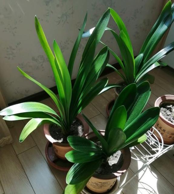 君子兰换盆以后都有哪些服盆方法,君子兰换盆注意事项及操作方法