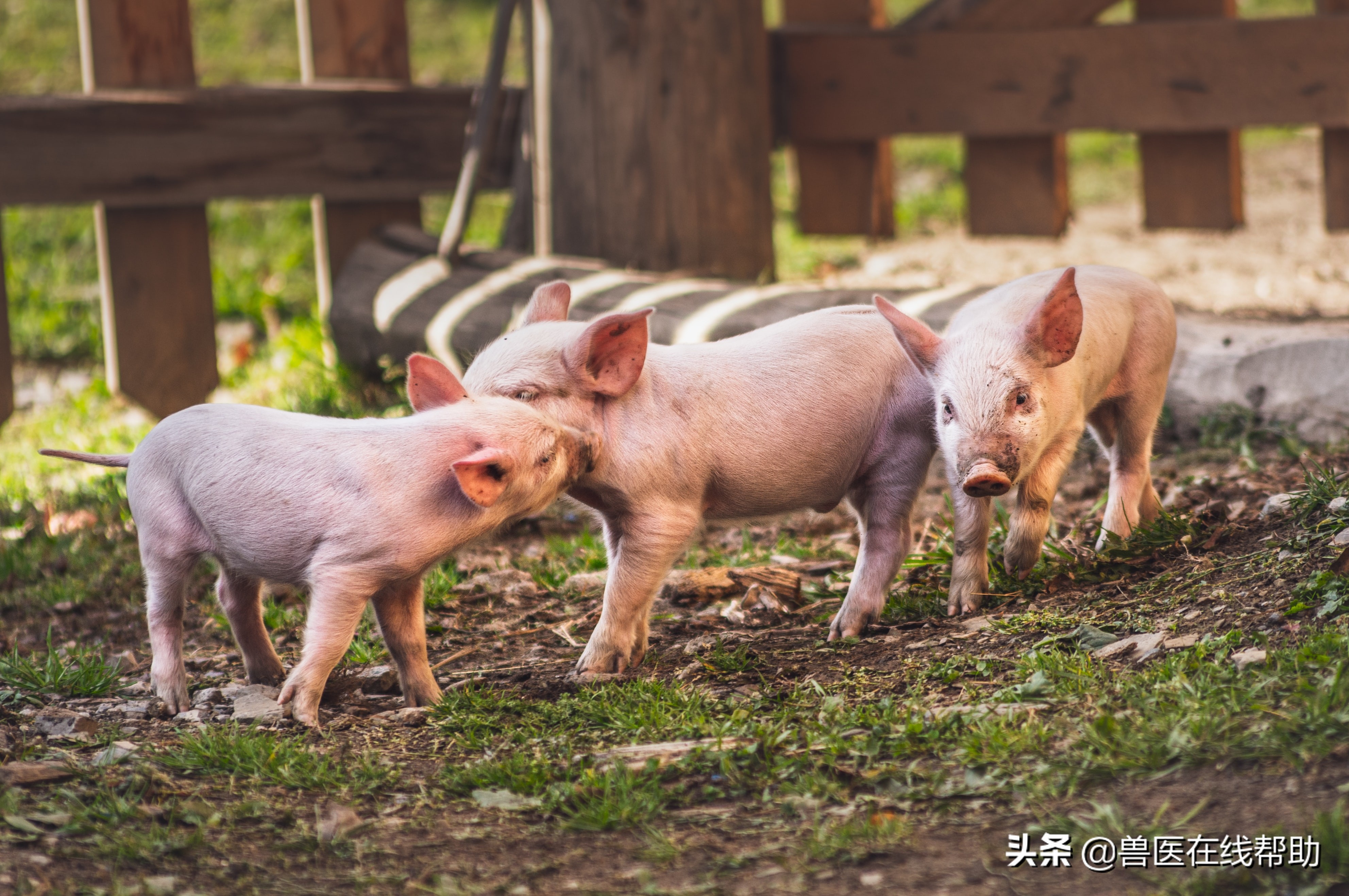 猪的伪狂犬图片,猪伪狂犬怎样补救