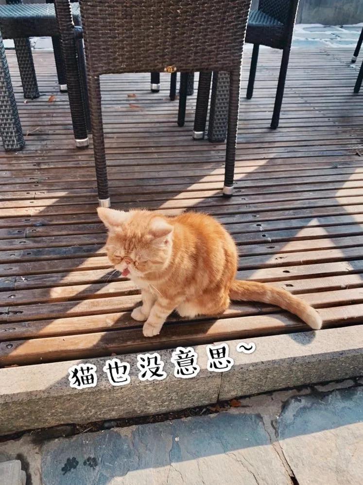 小猫咪为什么喜欢在阳光底下翻滚,小猫咪为什么爱偷袭