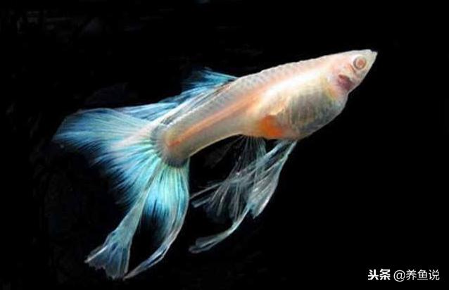 孔雀鱼饲养与预防鱼病,孔雀鱼繁殖时需要注意什么