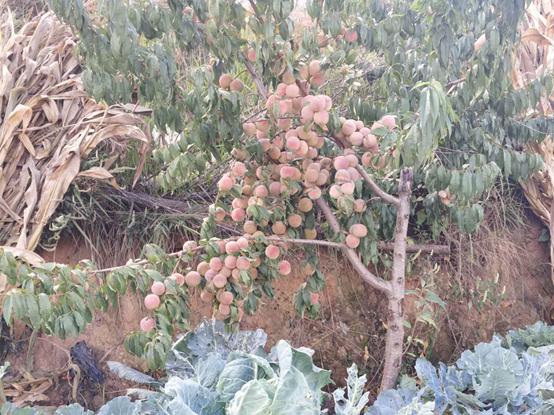 鬼哥的五万里D86丽江和大理哪个是你的菜（祥云县-南华县）