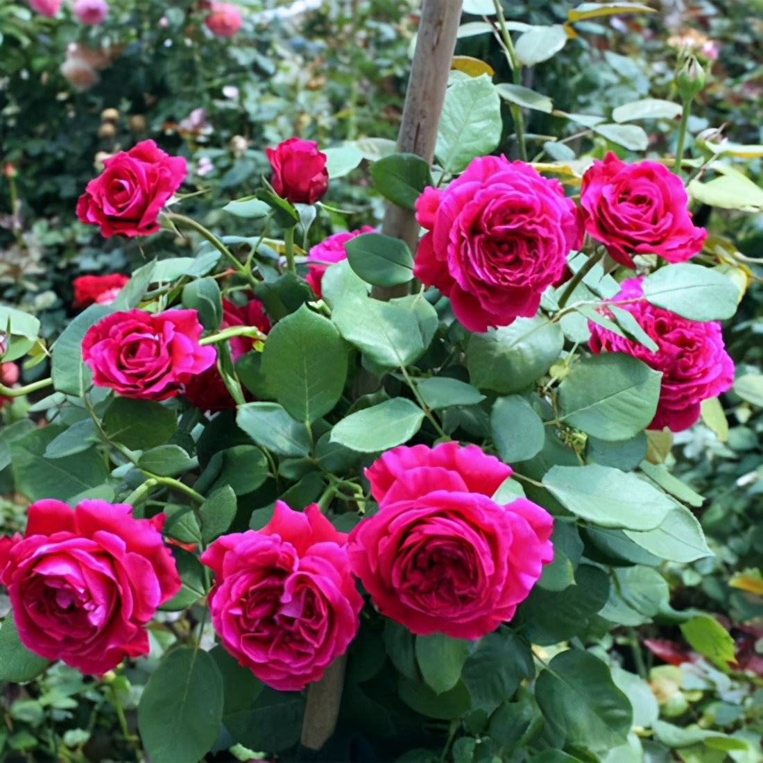 养爬藤花,养爬藤植物对风水好吗