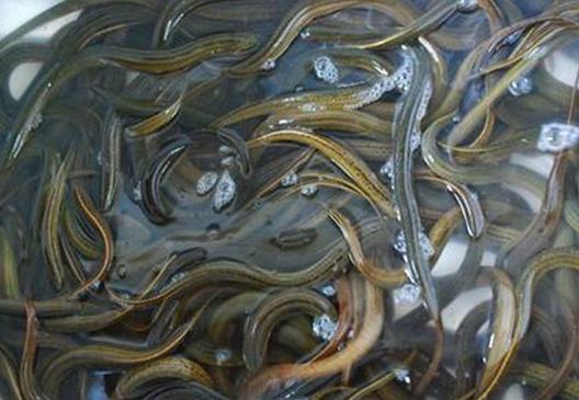 台湾泥鳅养殖方法及饲料配方,有机沼液泥鳅养殖技术