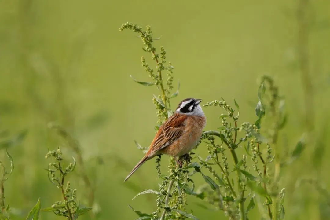 野外拍鸟用什么器材,拍鸟器材最佳配置