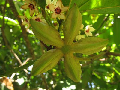 可乐是树上长的吗 (可乐可以长在树上吗)