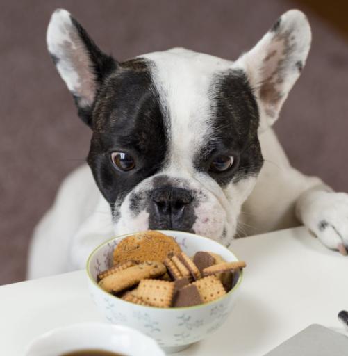 狗狗胃肠炎是什么症状及治疗,狗狗患狂犬病怎么治