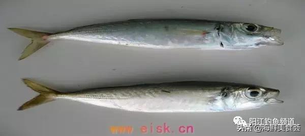 中国本土最便宜的鱼10种,哪些鱼档次又高又便宜