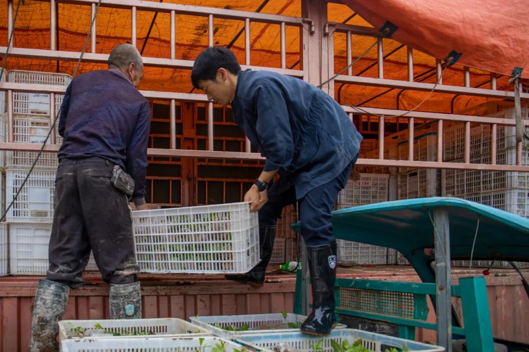 靠一片绿叶带乡亲致富，这位老兵的创业之路太牛了！