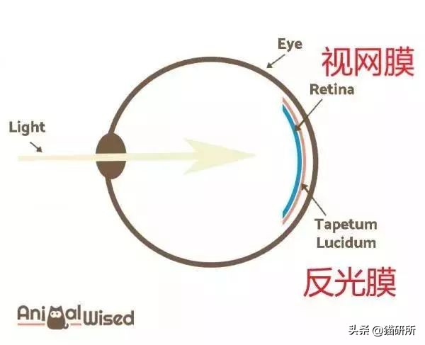 止泻药和猫砂,猫砂是止泻药吗