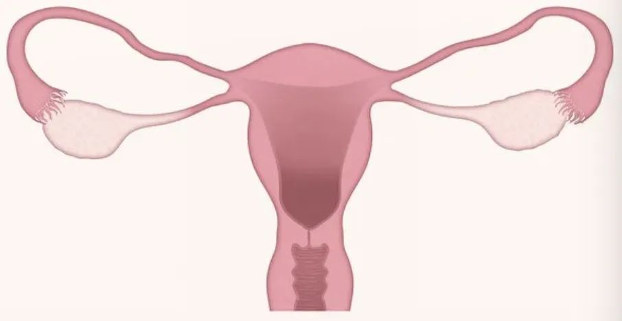 发生*行为性**后,可能会有这4种伤害,有*伴侣性**的都得小心了